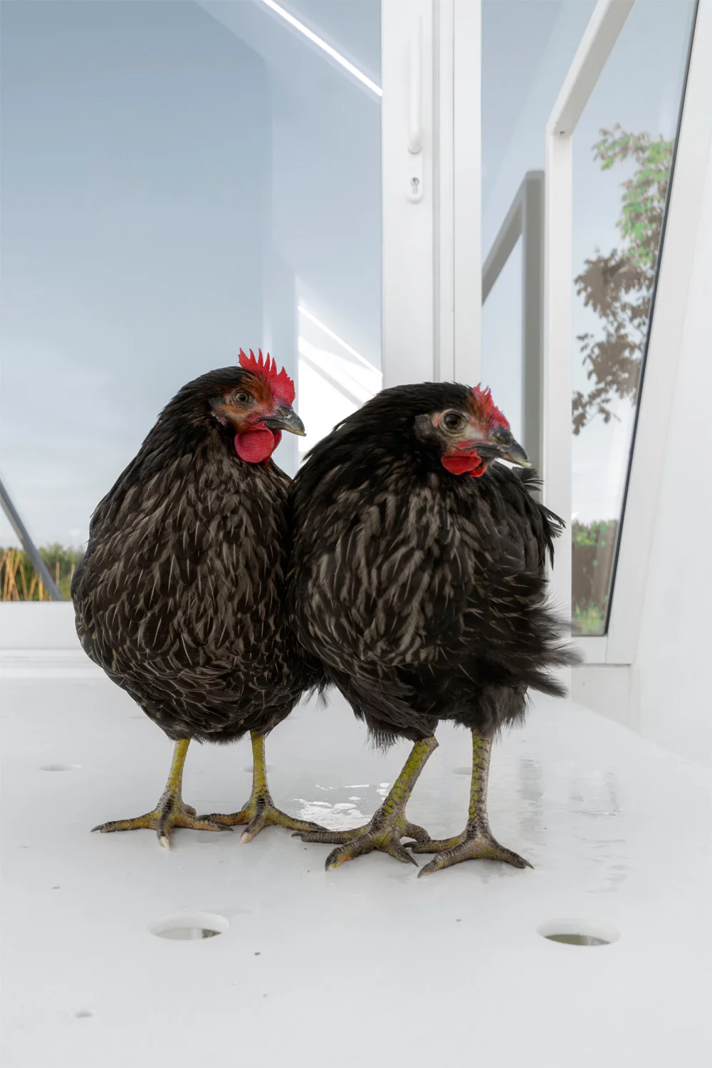 Chooks making themselves at home