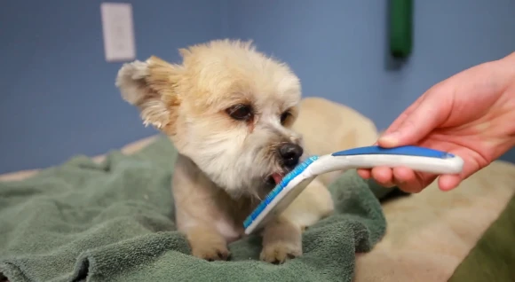 The Orapup is a tongue-cleaning device that is claimed to improve the smell of your dog's breath