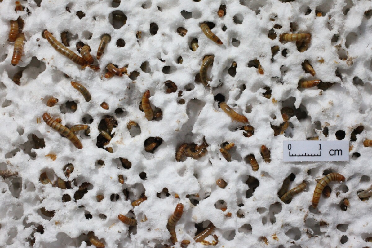 Hungry mealworms could keep Styrofoam out of landfills