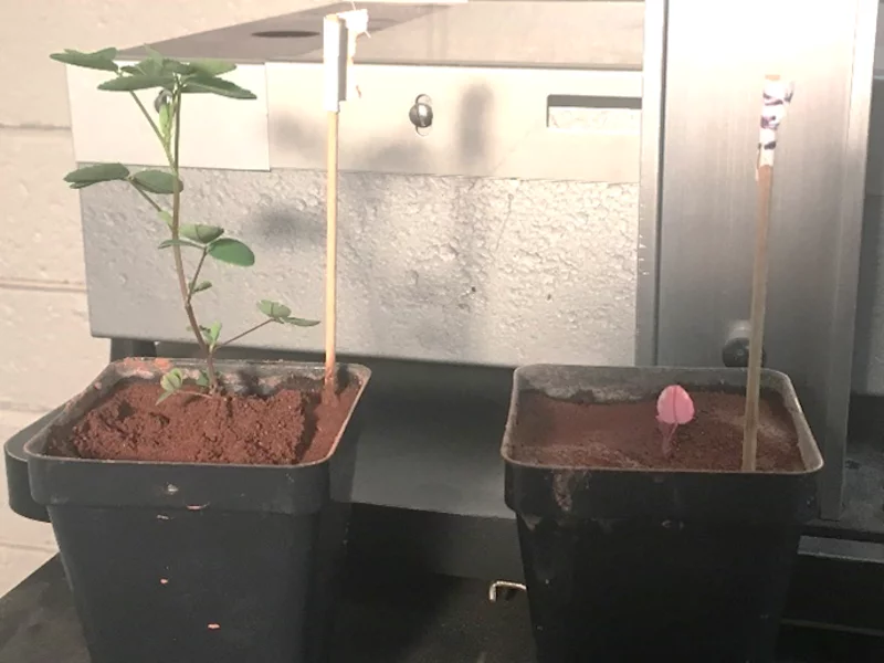 Clover plants grown in simulated Martian soil fare much better when paired with a nitrogen-fixing bacteria (left) than without (right)