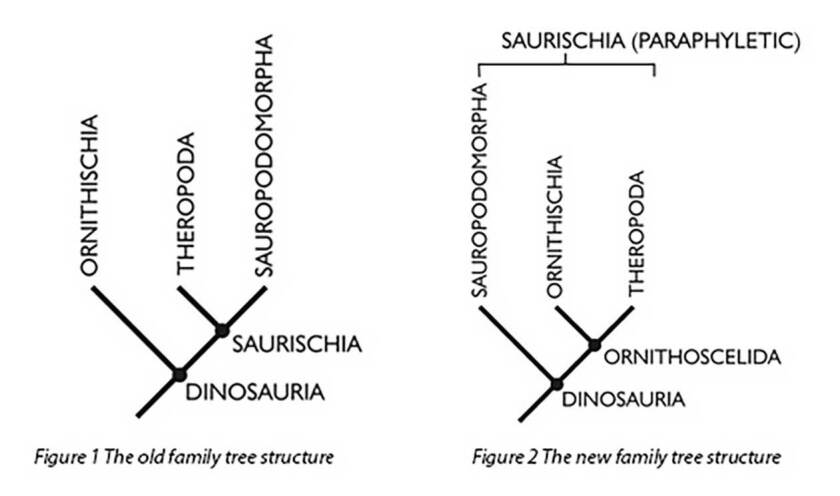 The old dinosaur family tree, left, has had a bit of a shuffle, thanks to new clues in fossils