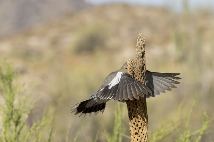 "That wasn't here yesterday!!" : White-winged Dove, Buckeye, Arizona, USA