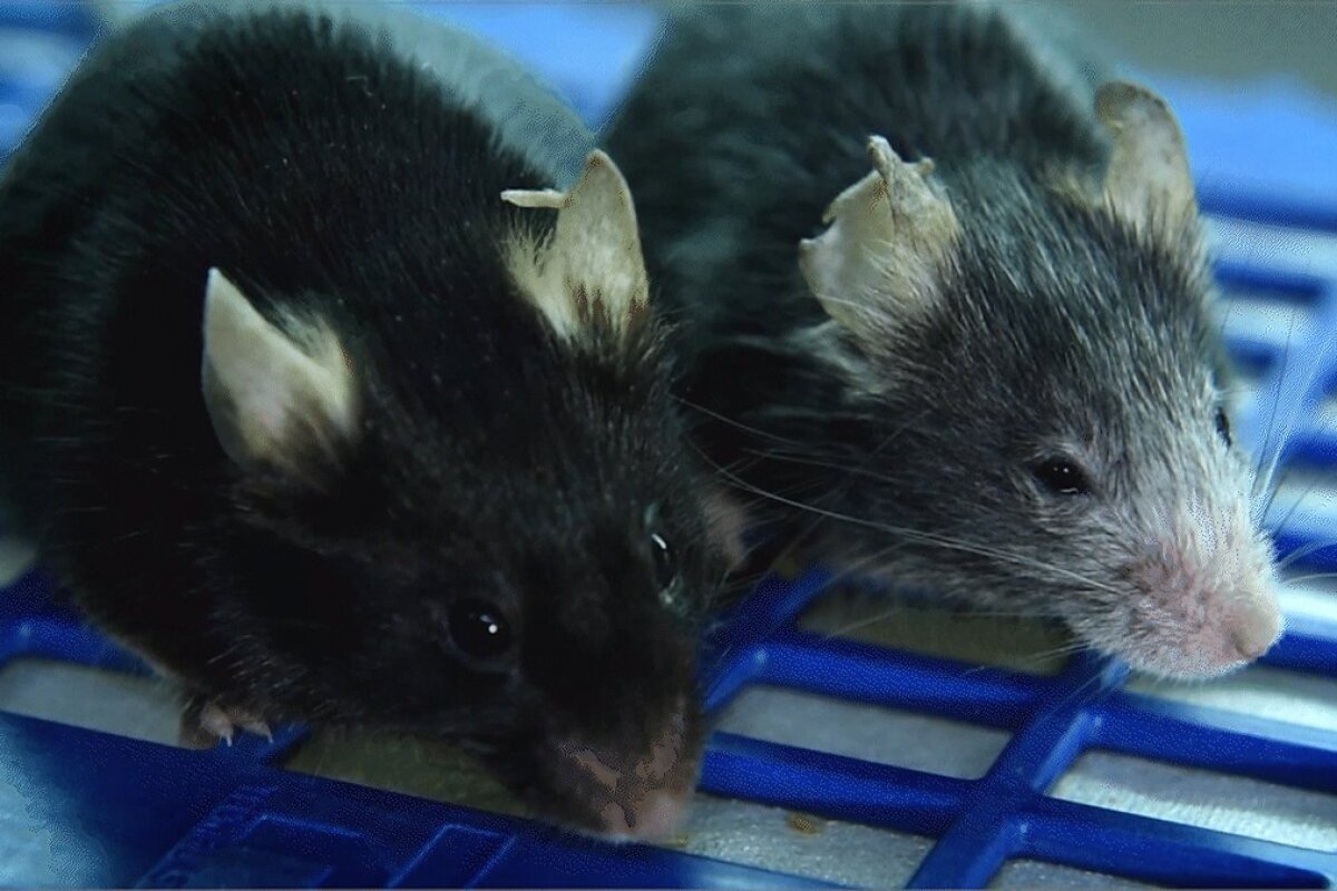 Two mice of the same age, but the mouse on the right has undergone an epigenetic experiment that accelerates its aging. Luckily, this process can also be reversed, according to new work