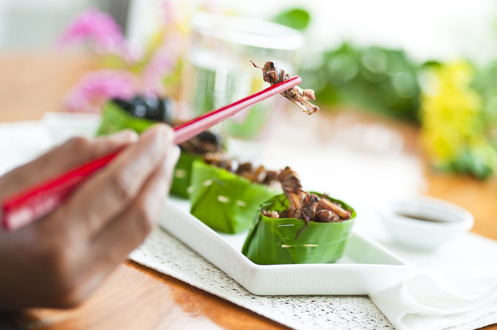 Some kinds of insects contain as much as 65 percent protein for every hundred grams, far above beef or chicken (Photo: Shutterstock)