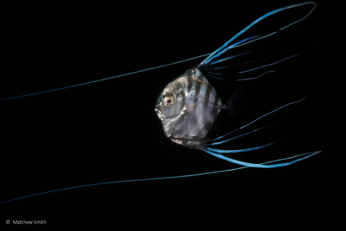 Portfolio Prize winner: Ribbon Dancer, Threadfin pennantfish (Alectis ciliaris), by Matty Smith – a juvenile threadfin pennantfish, with long blue fins trailing almost a meter behind it