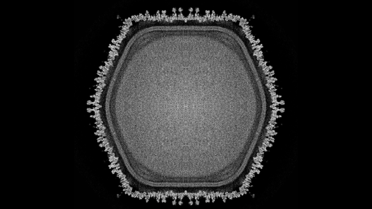 Newfound giant virus holds clues to how complex life evolved