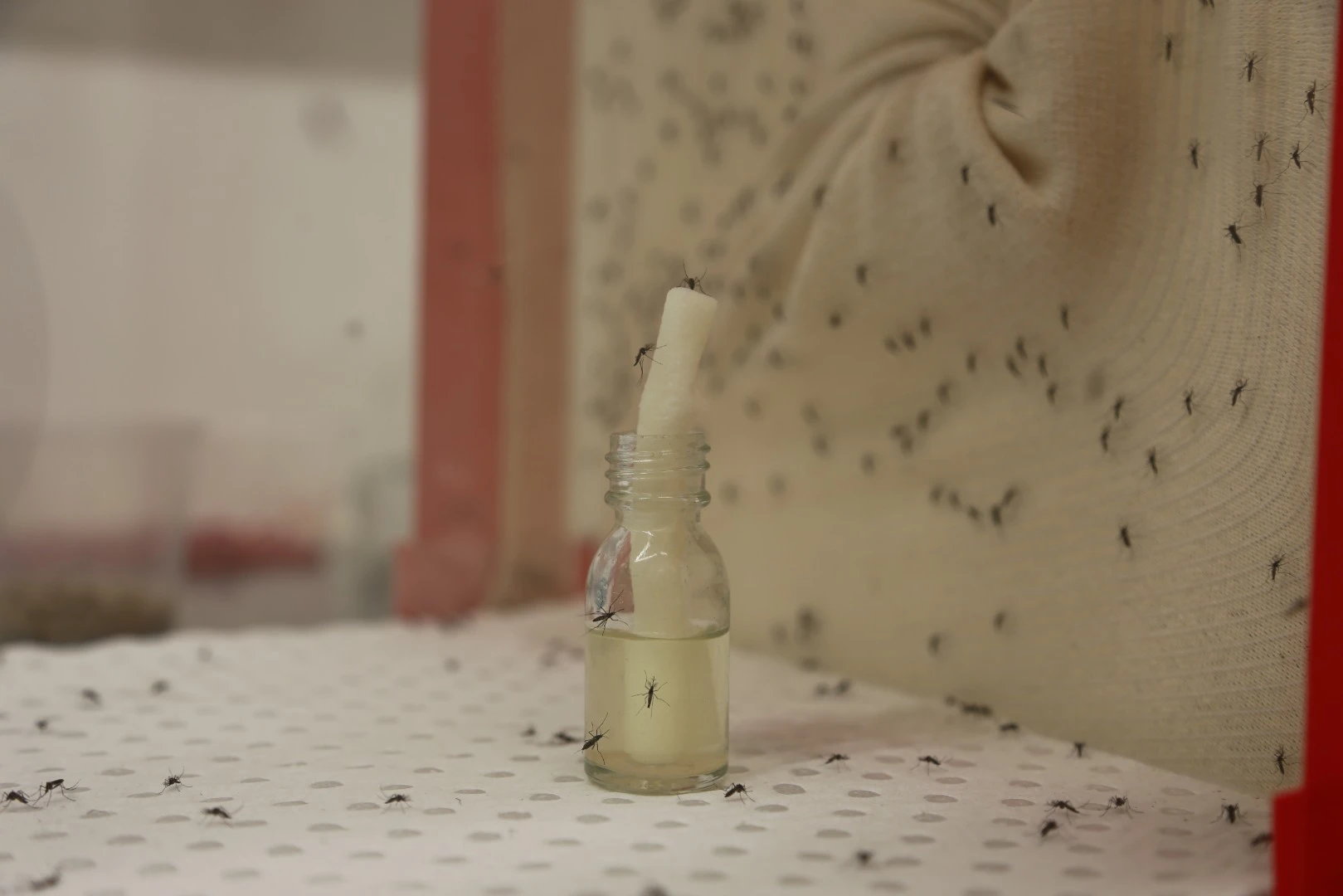 Development of the Zika-resistant mosquitoes was carried out within a quarantined insectary at the CSIRO’s biocontainment facility