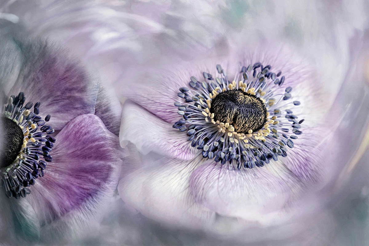 1st Place, Panta Rhei. Bremen, Germany. "Everything flows, the wonderful Anemone flowers from my garden are apparently in motion - they constantly change their shape and structure."