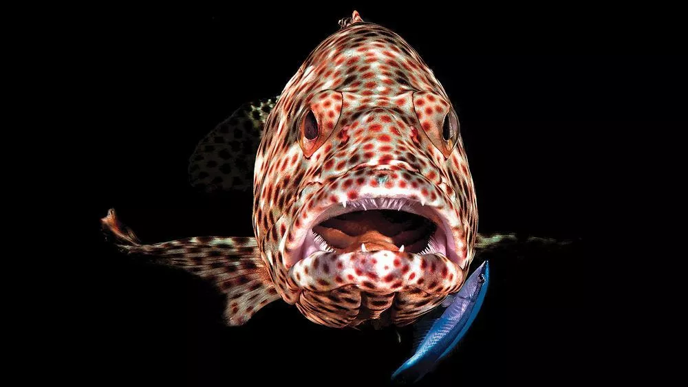 This cute snap of a grouper with its mouth wide open took third place in the Compact Camera category