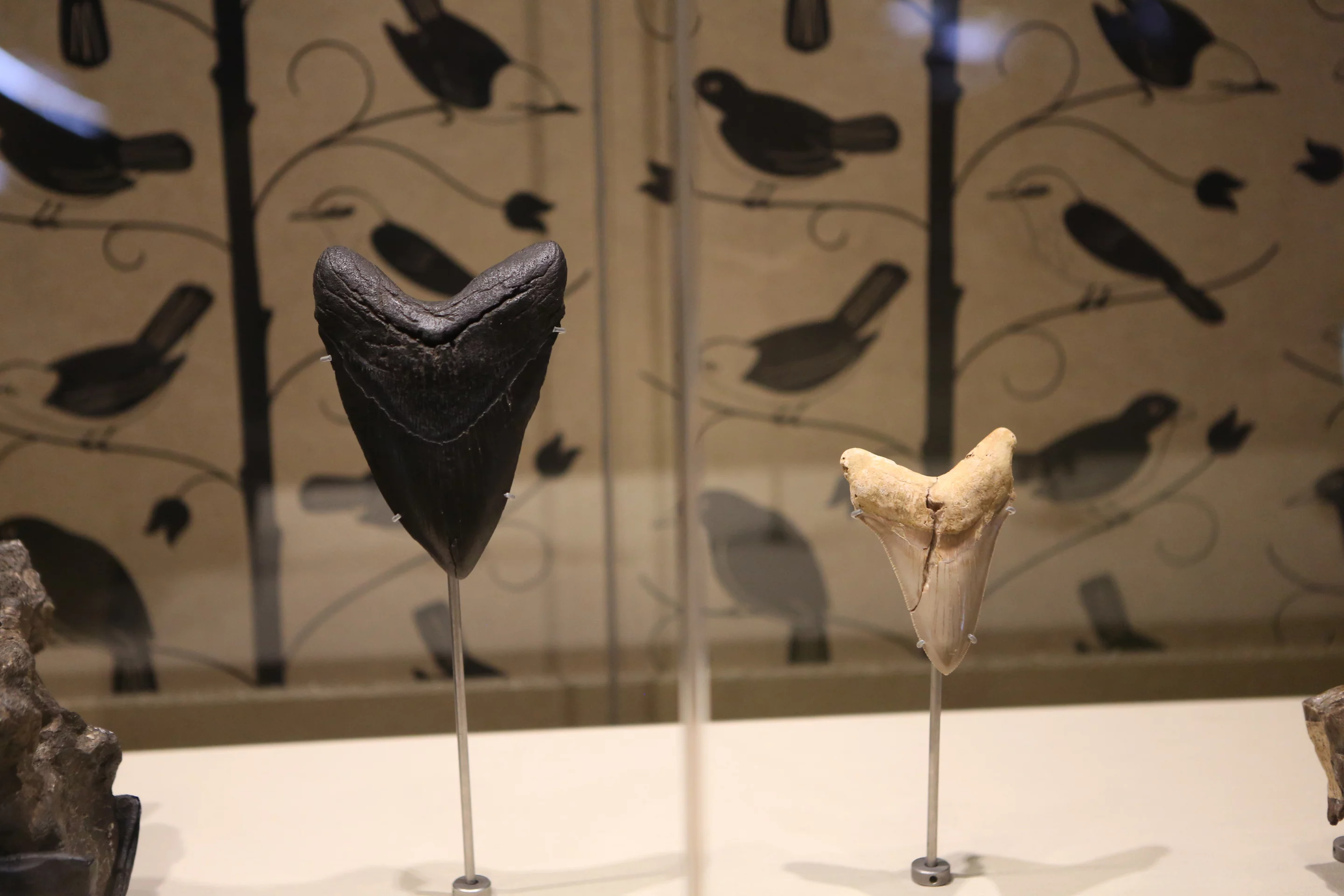 15-million-year old fossil teeth from Megalodon, the largest shark to ever live