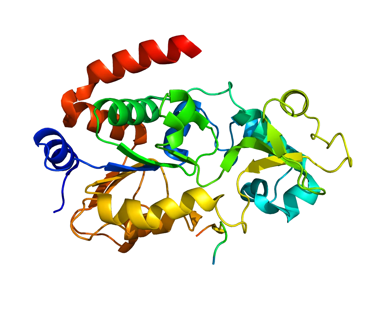 The SIRT3 protein molecule that appears to play a central role in regulating aging and longevity
