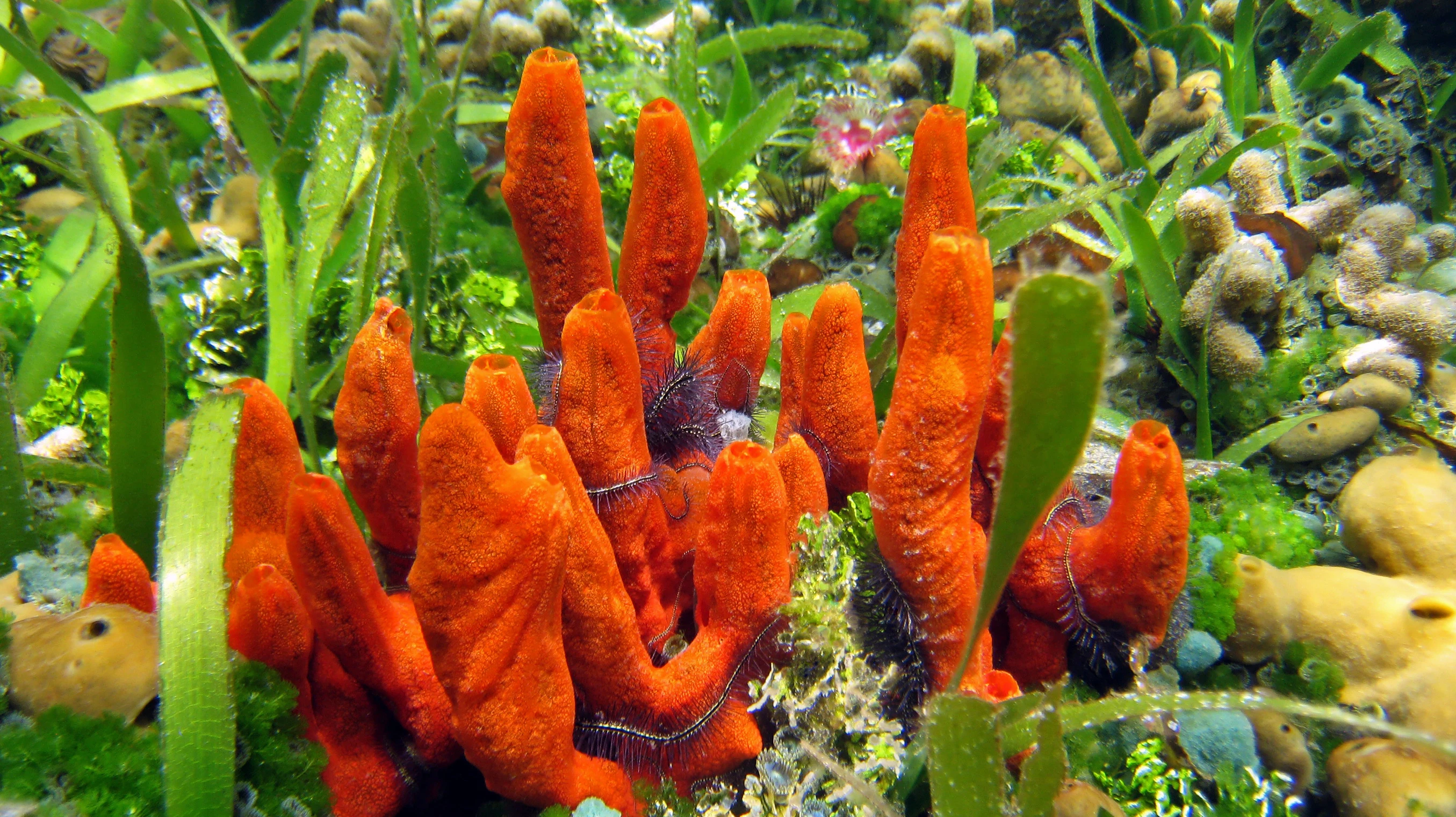 Scientists have replicated the flexible-but-tough internal structure of the sea sponge, to create a material that might find use in body armor (Photo: Shutterstock)