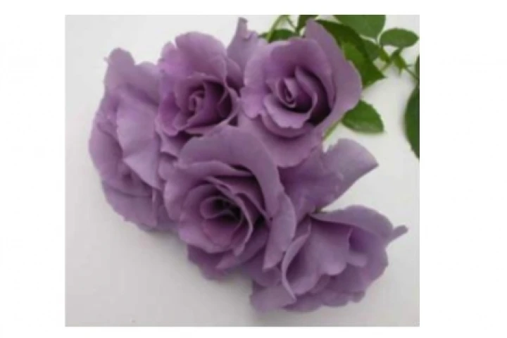 The first blue roses will be available for sale next week in Japan (Photo: Florigene Ltd / Suntory Ltd)