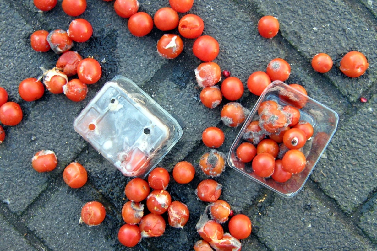 Damaged tomatoes that are unsuitable for sale at the grocery store found to be "a particularly powerful source of energy" by US researchers