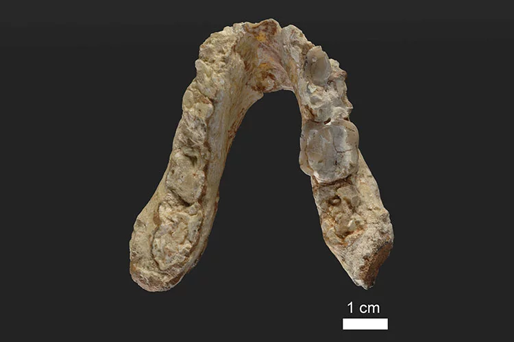 The lower jaw of Graecopithecus found in Greece, which indicates that early humans may have split from the last common ancestor with chimpanzees in Europe