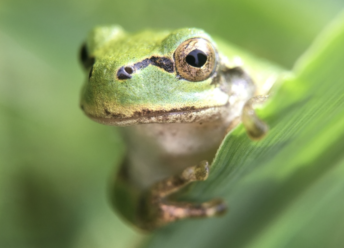 Frog gut bacterium eliminates cancer tumors in mice with a single dose