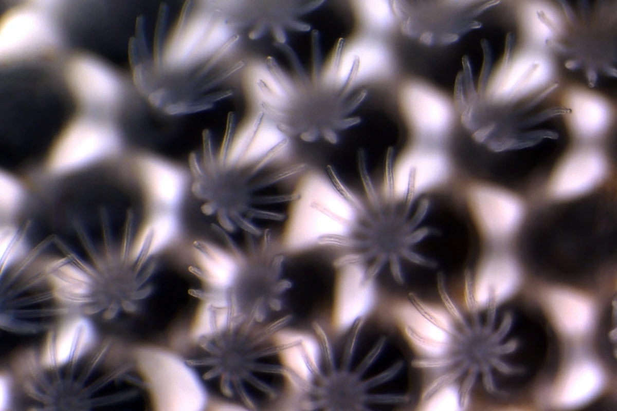 When exposed to conditions that already occur in some parts of the ocean, invertebrate aquatic creatures called bryozoans were found to start dissolving