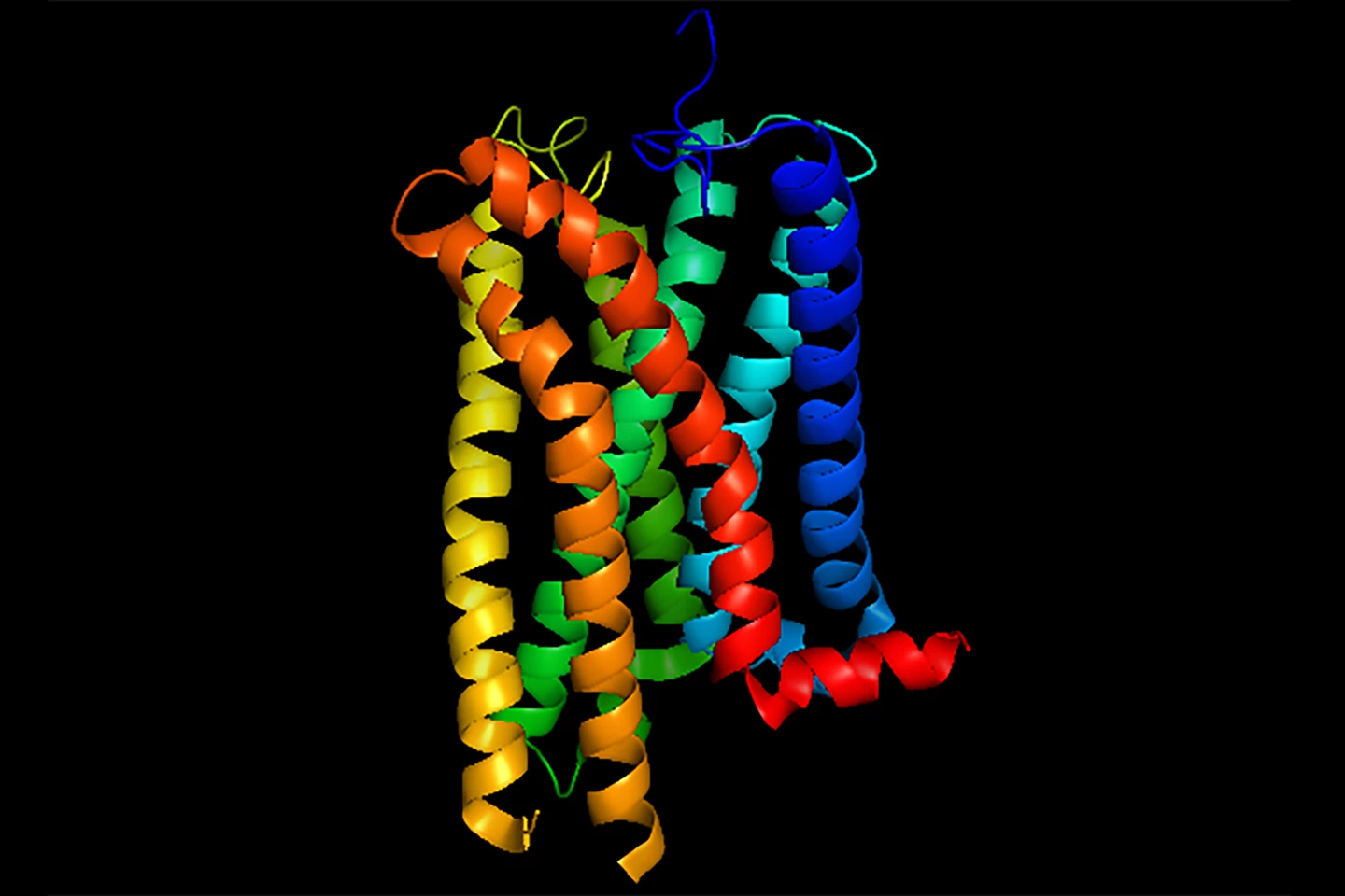 Image of a human cannabinoid CB1 receptor