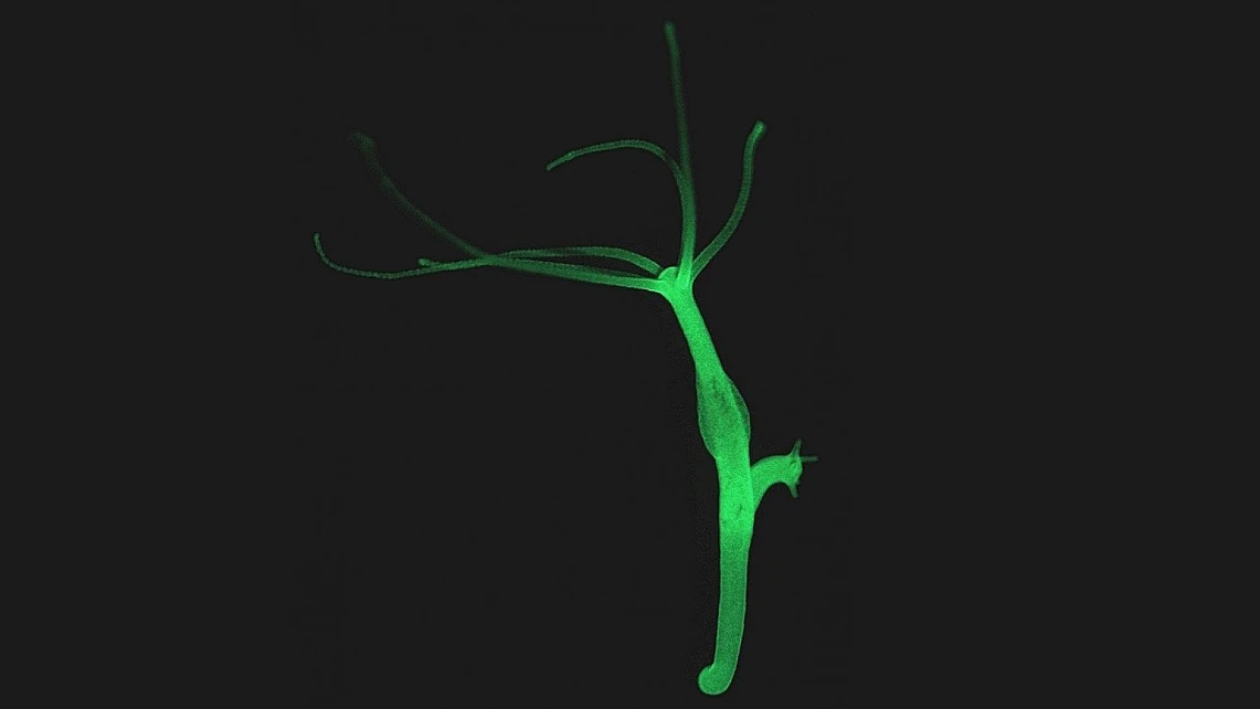 Dorian Gray move aside, scientists have discovered that the immortal hydra polyp might help produce advanced rejuvenation therapies for humans (Photo: CAU/Fraune)