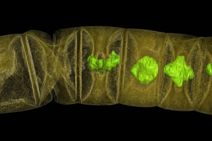 This thread-shaped red algae fossil is one of the oldest known plant-like fossils, and pushes back the start date of multicellular life by several hundred million years