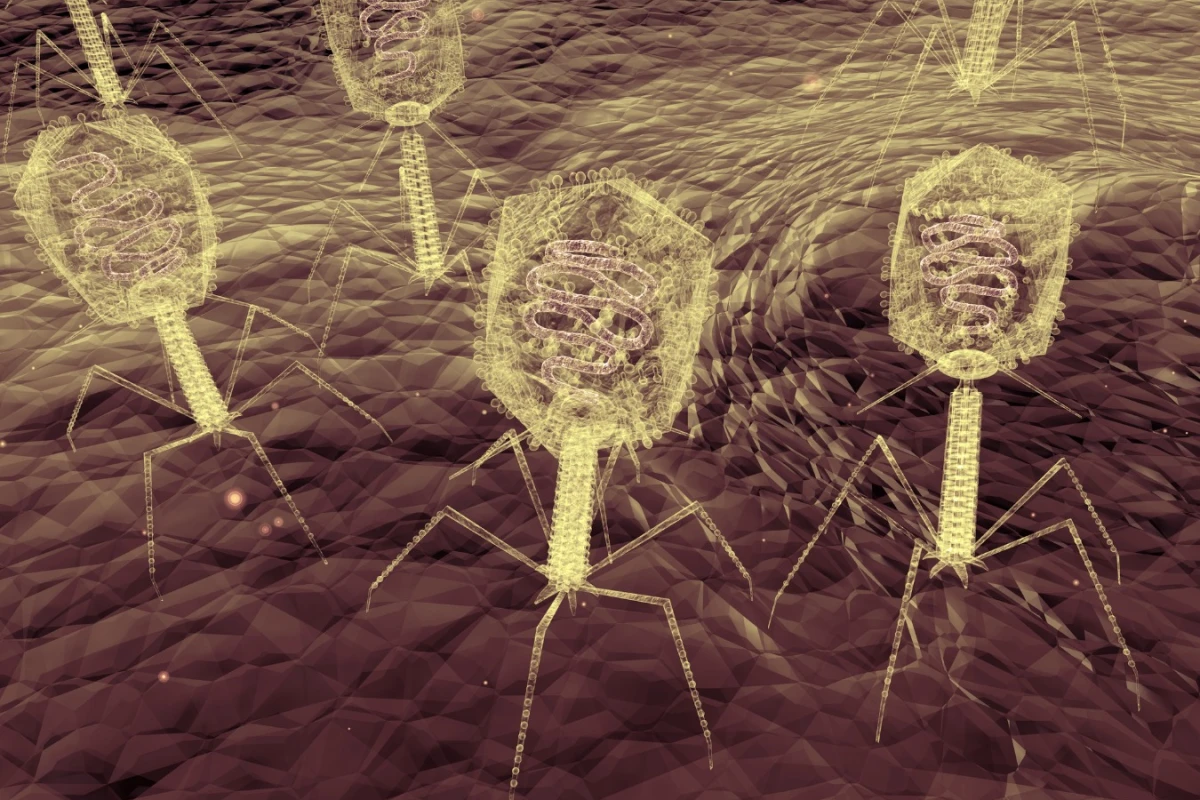 The 2018 Nobel Prize in Chemistry was in part awarded to a team who directed the evolution of bacteriophages (pictured) to produce new antibodies