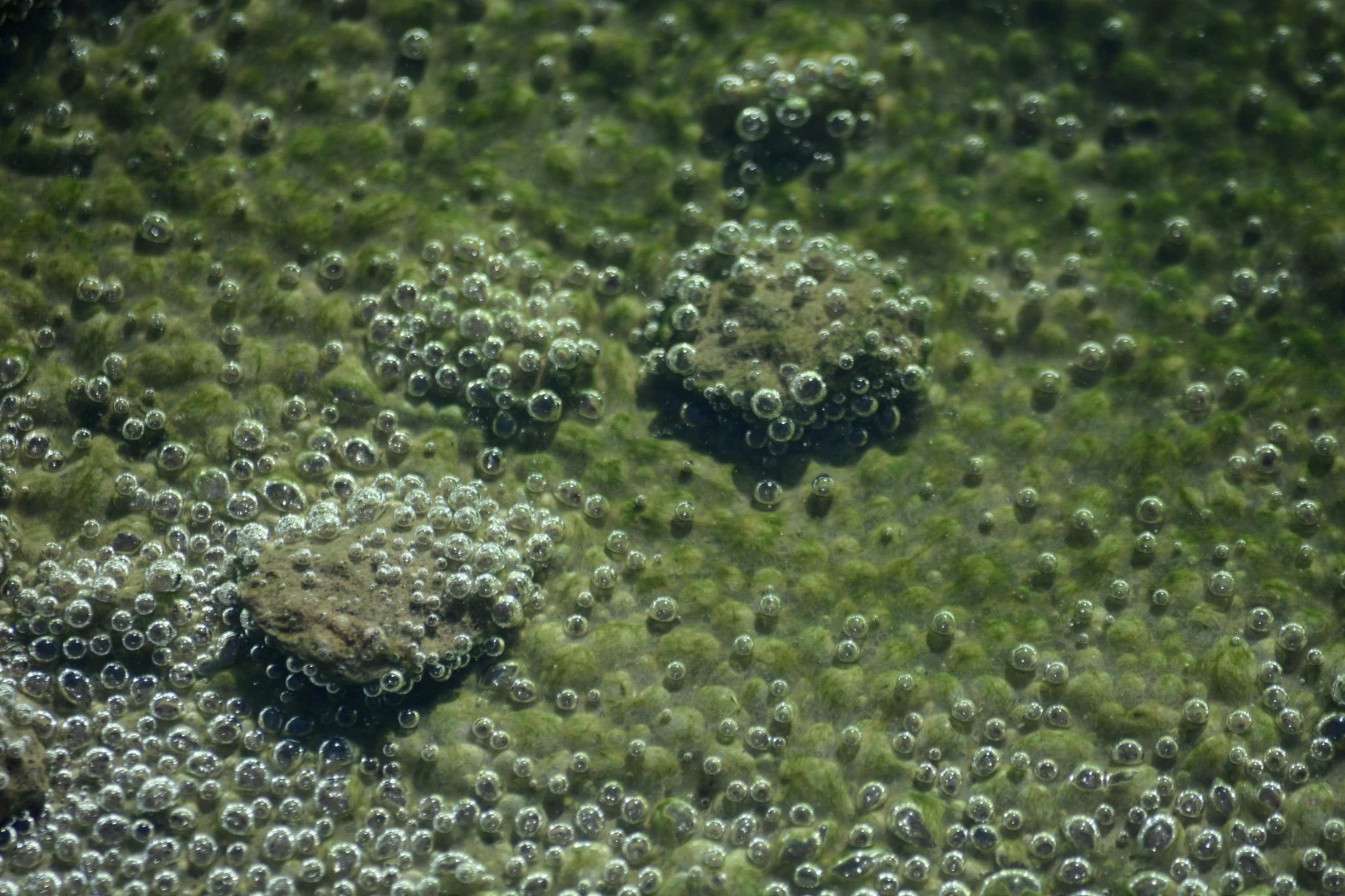 Using genetic modification, researchers have boosted the hydrogen output of algae