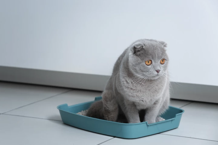 The danger zone: Take extra care around your cat's litter