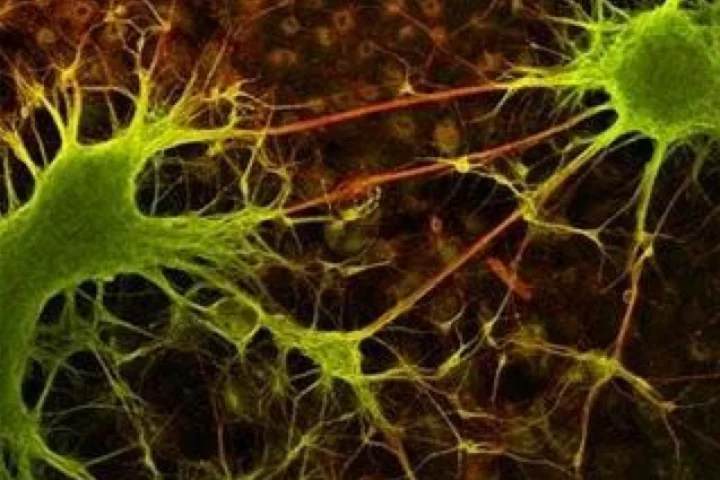 UCLA neuro-physicists have discovered that changes in synaptic strength have an optimal "rhythm," or frequency