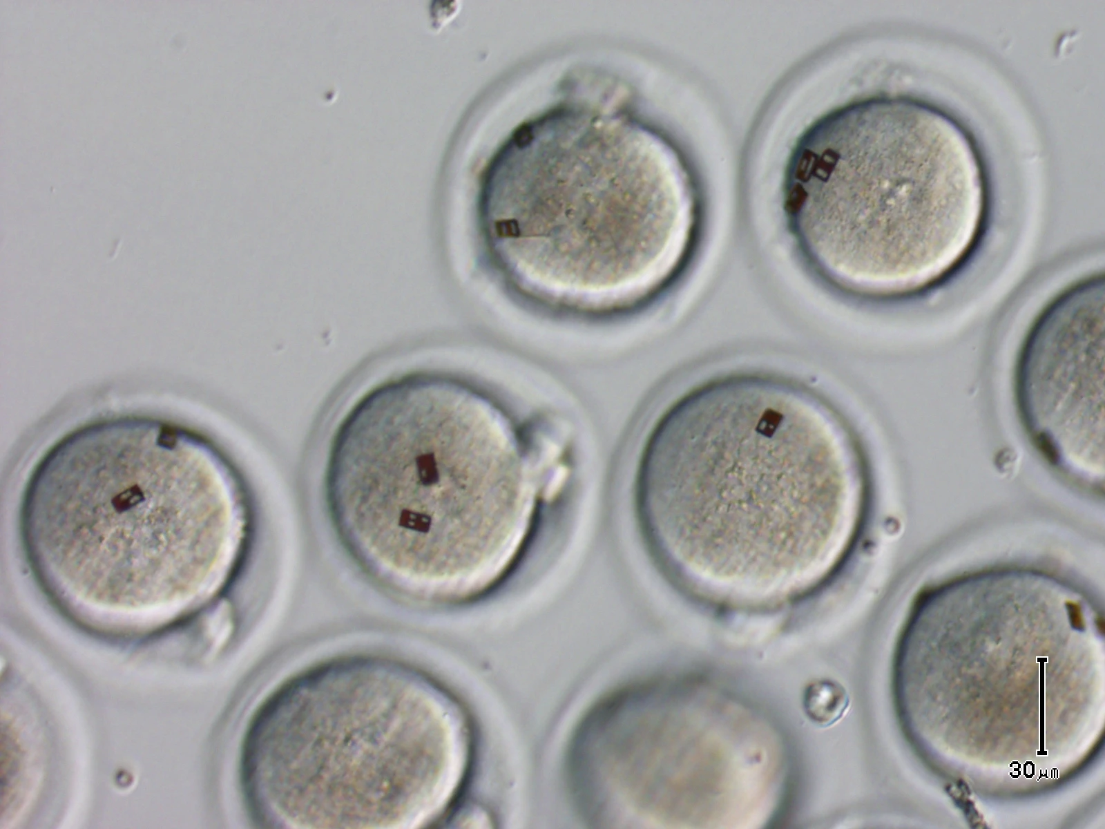 Spanish scientists have attached silicon barcode labels to embryos and oocytes