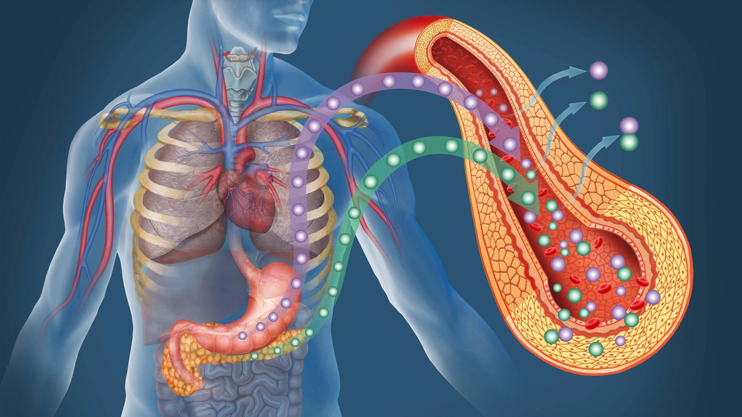 Replenishing the insulin-secreting beta cells found in the pancreas could lead to a more permanent treatment for diabetes (Image: Shutterstock)