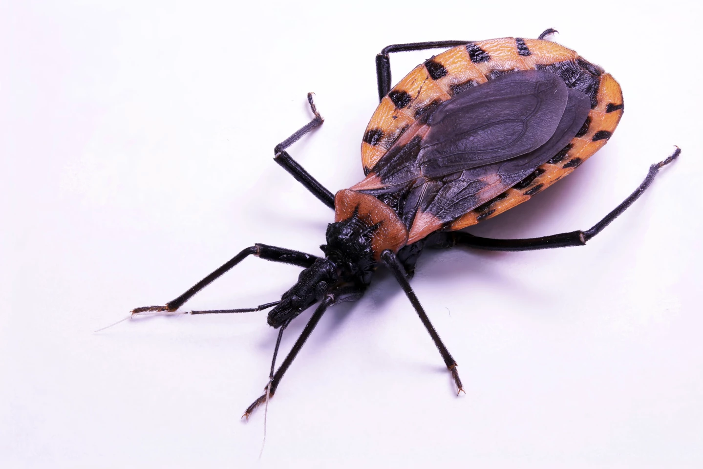 Kissing bugs like this one transmit the parasite that causes Chagas disease
