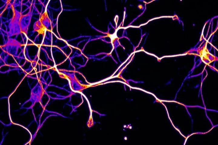 Researchers have tested a new way to improve nerve regeneration
