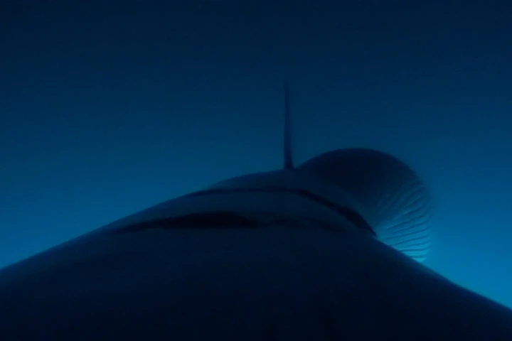 Tagging minke whales will help scientists learn more about how they forage and their favorite feeding spots