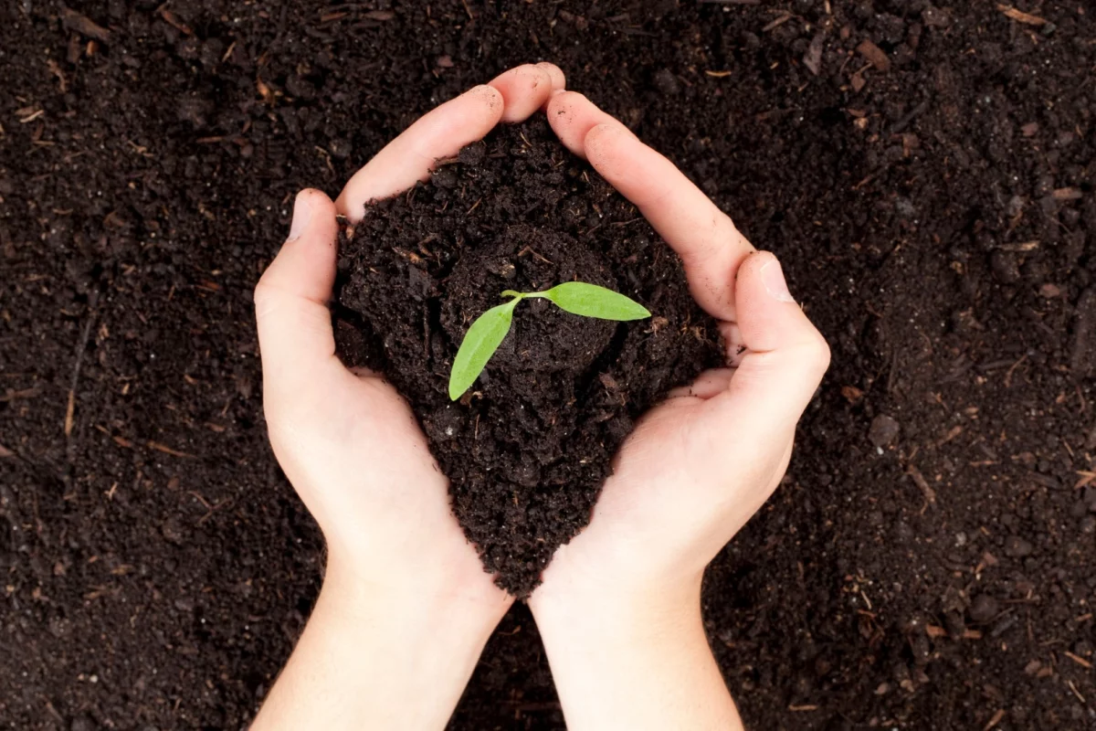 Researchers at the University of Adelaide have developed a graphene oxide-based fertilizer, which is able to bind to and release essential plant nutrients more effectively