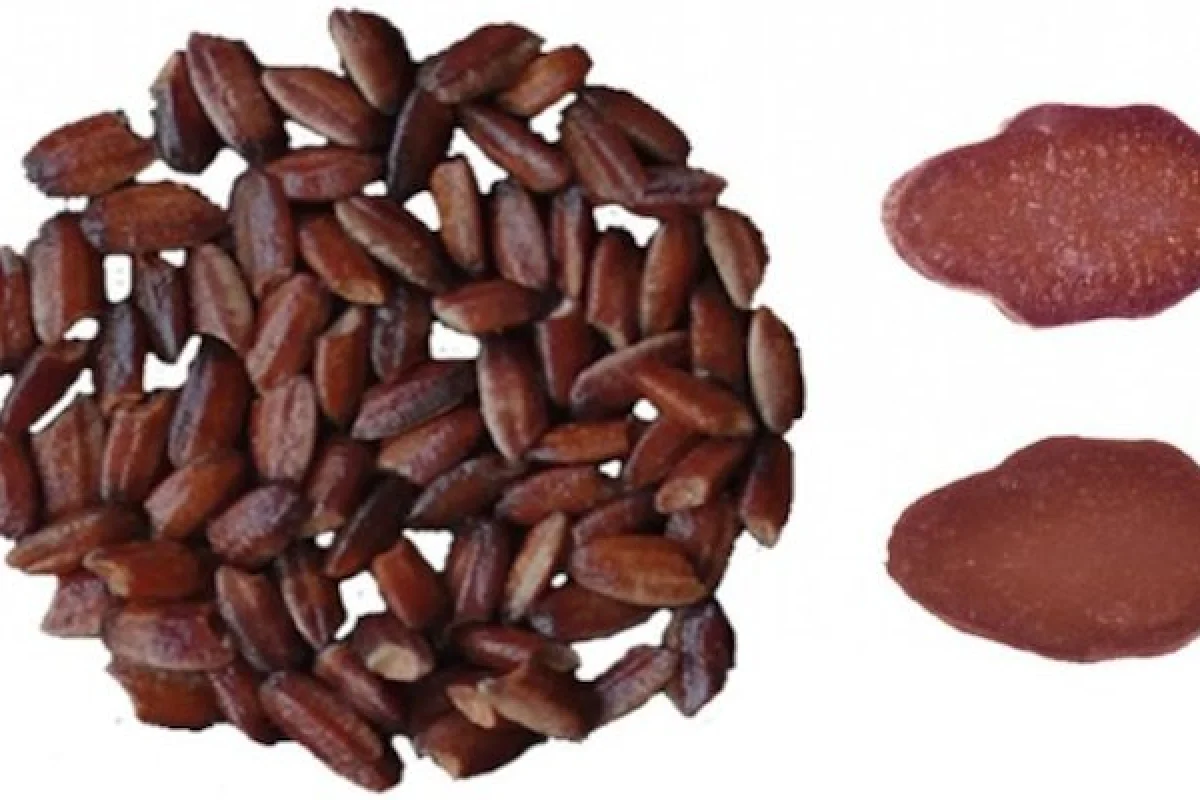 Chinese scientists have genetically engineered purple rice, which is rich in antioxidants