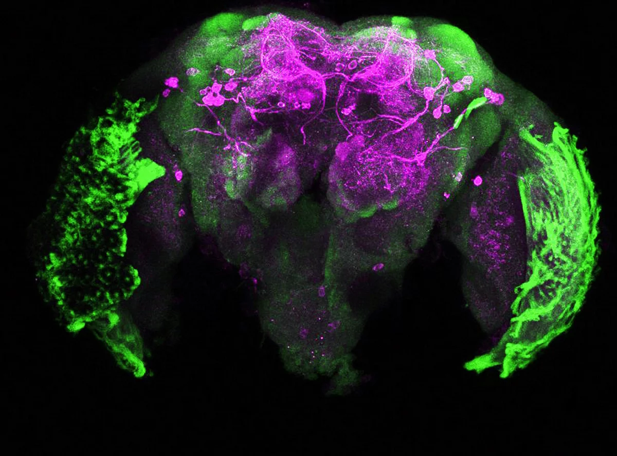 Dopamine staining in the brain of a mosquito has helped scientists further our understanding of how the insect's develop feeding habits