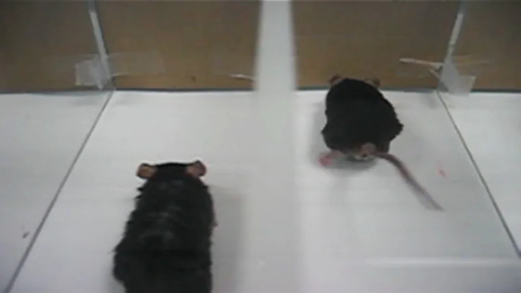 Strong Mice Researchers create