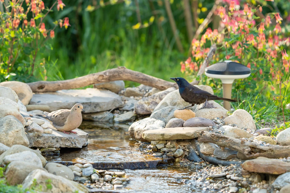 The Terra device (at right, behind bird) is currently on Kickstarter