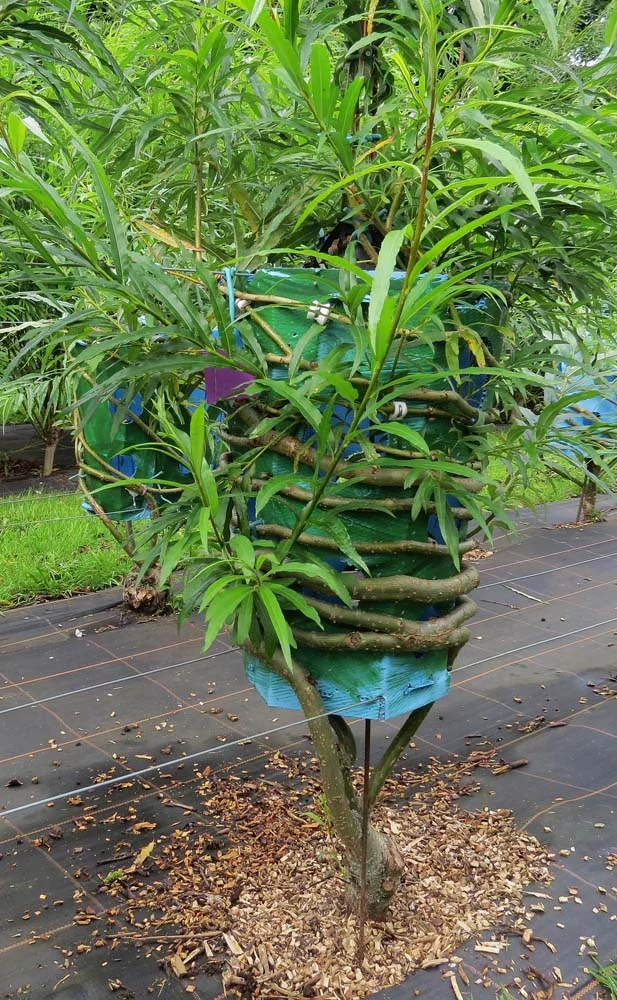 A spiral lampshade growing