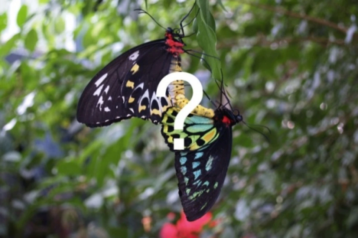 PicAnswers.com - anyone recognize these butterflies?