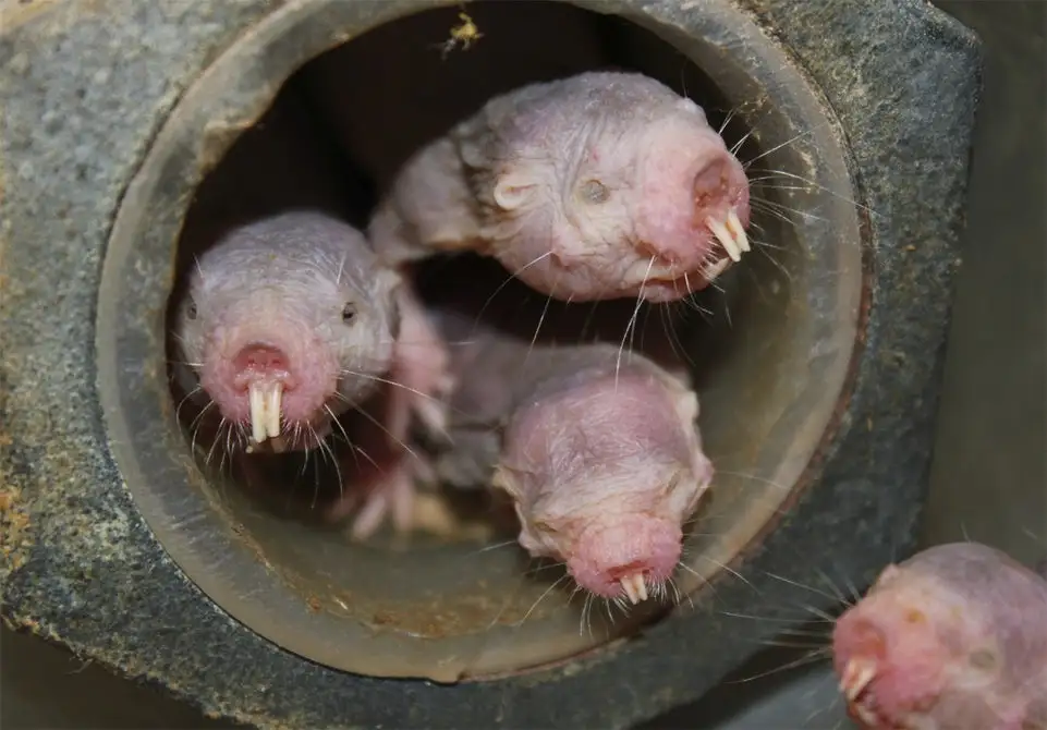 According to a new study, naked mole-rats technically don't age