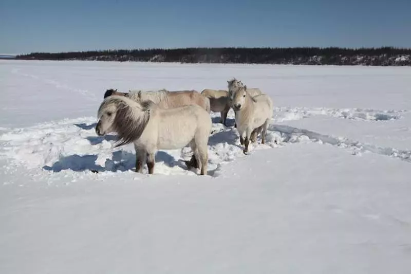 Yakutian horses have adapted extremely well to the harsh Siberian winters