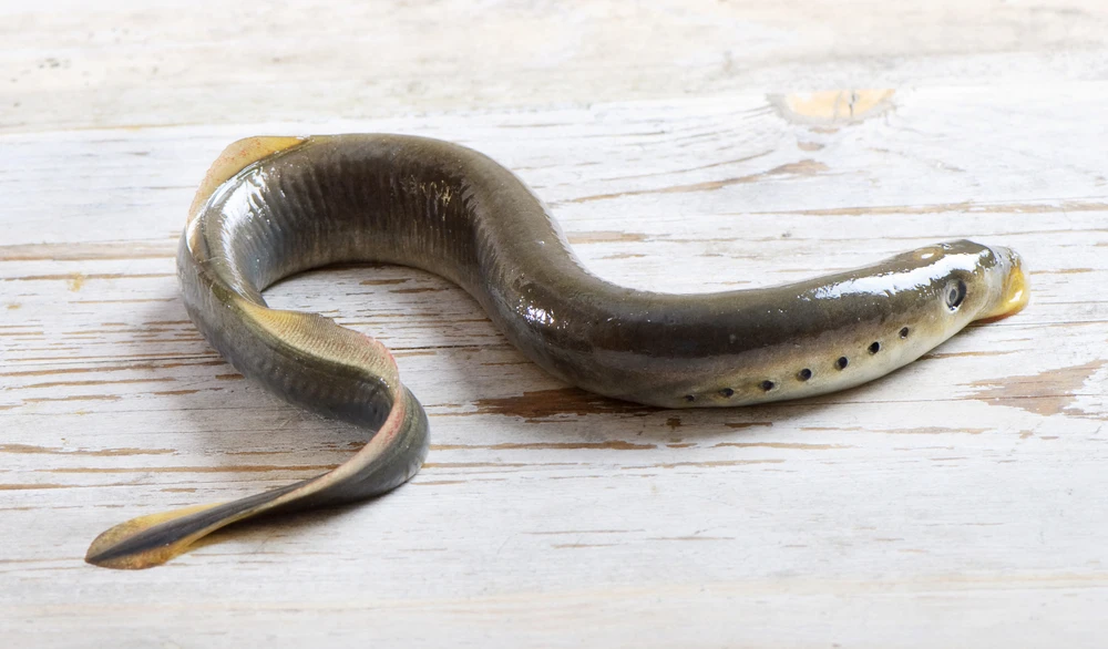 U.K. and U.S. researchers are developing a tiny disease detecting robot based on the sea lamprey (Image: Shutterstock)