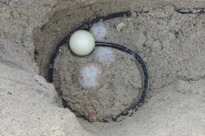 A TurtleSense sensor is carefully placed on freshly laid loggerhead turtle eggs, after which the excavated nest will be filled back in