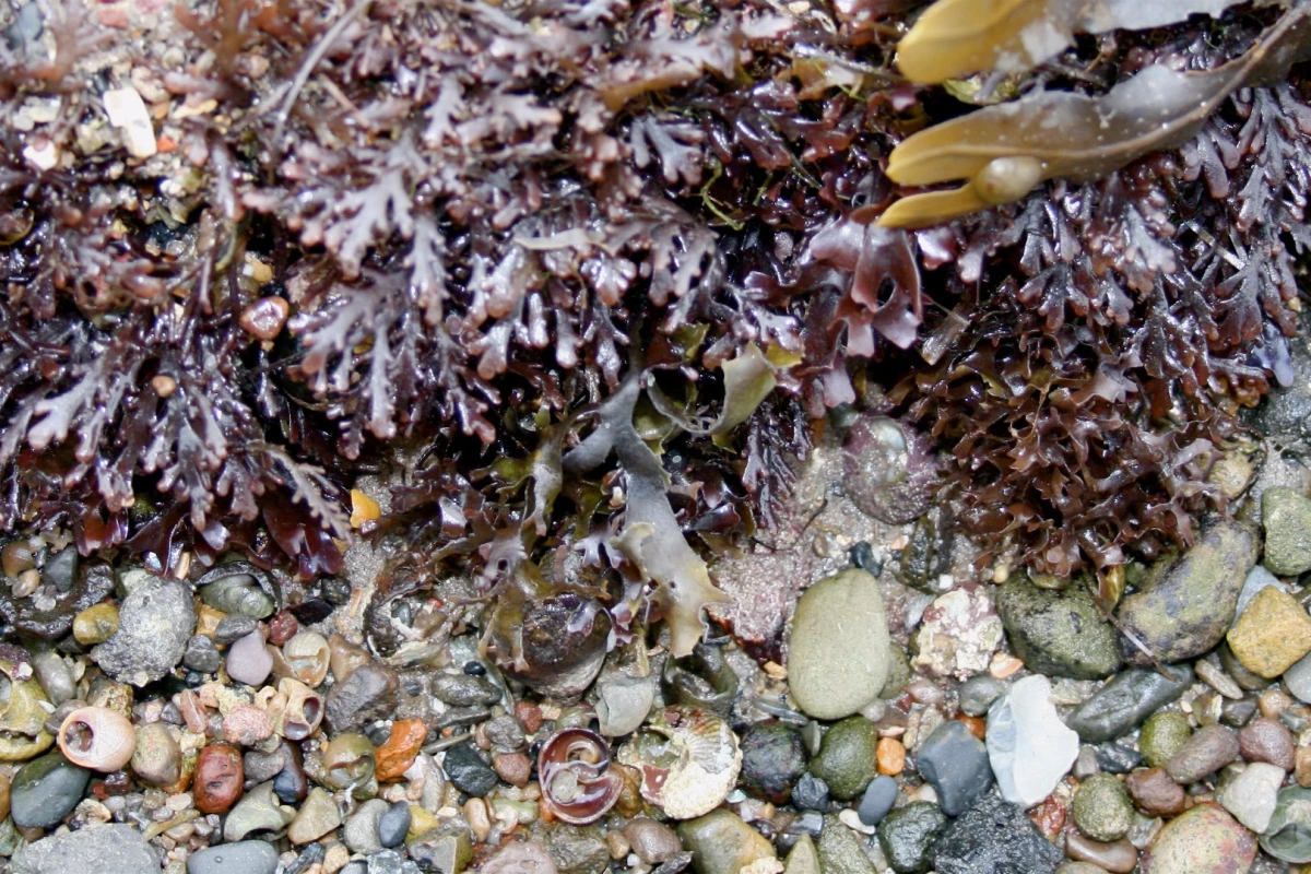 Dulse seaweed – a good source of MAAs