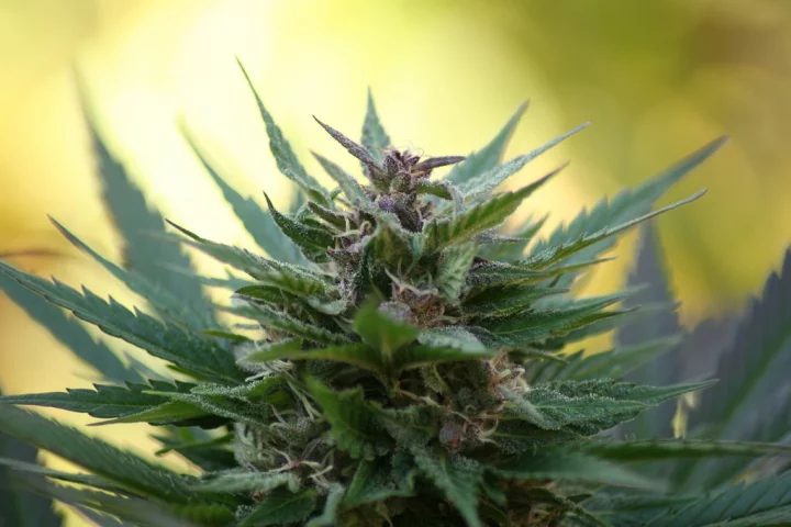 The idea that THC can put the brakes on amyloid beta proteins isn't entirely new