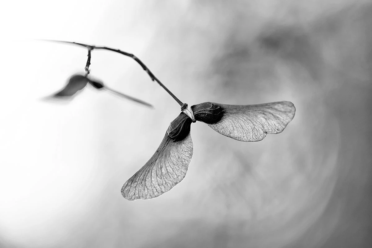 Highly Commended: Samaras