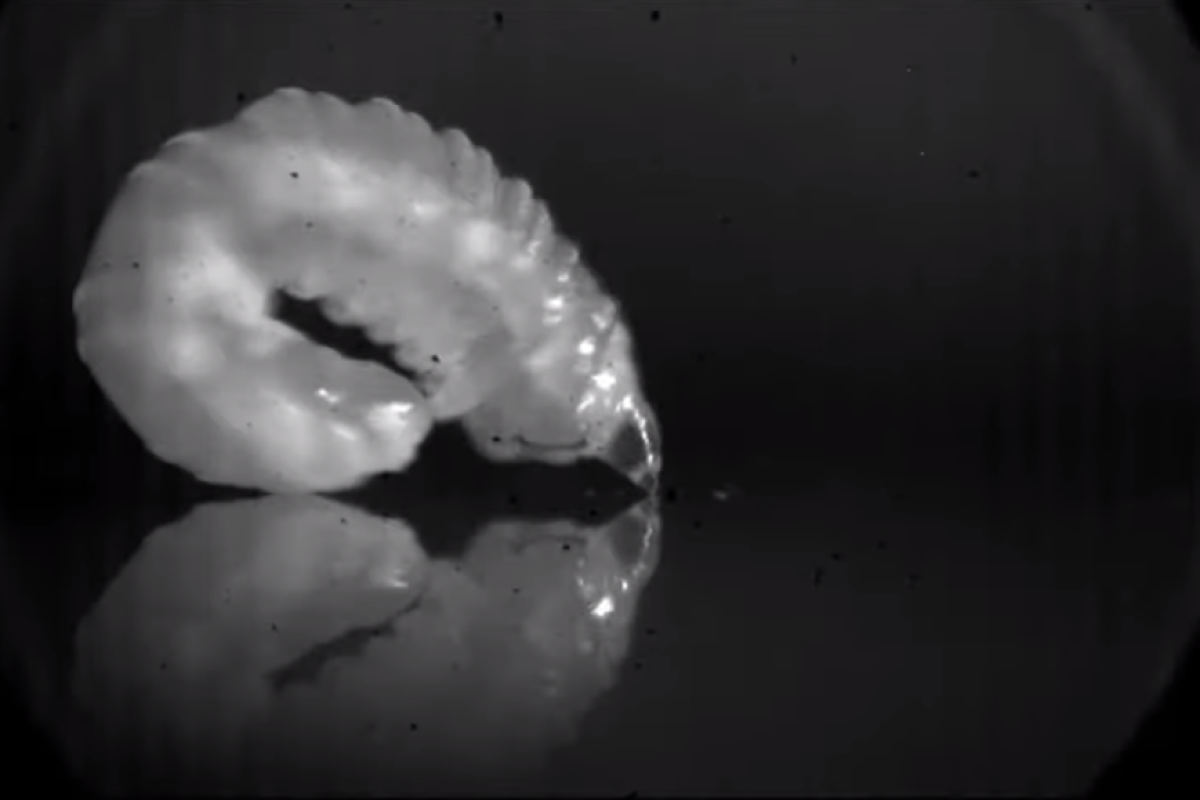 Highspeed cameras show maggots forming "transient legs" to leap into