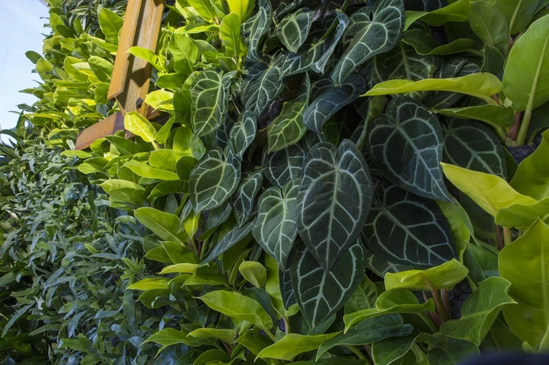 In total, 11,000 individual plants are incorporated into the design