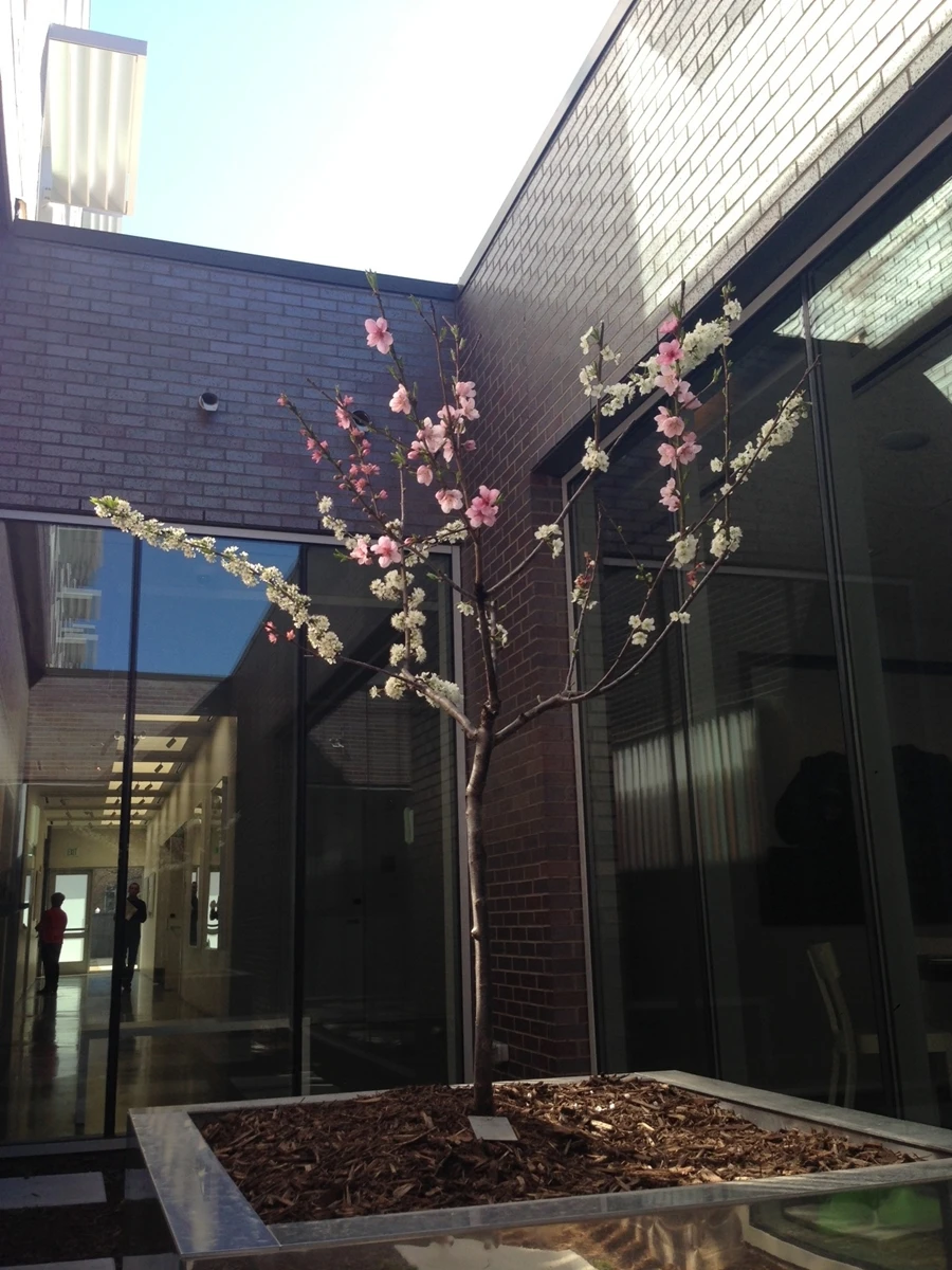 The trees are created by grafting scions from other trees into cuts on the tree being modified (Image: Sam Van Aken / Ronald Feldman Fine Art)